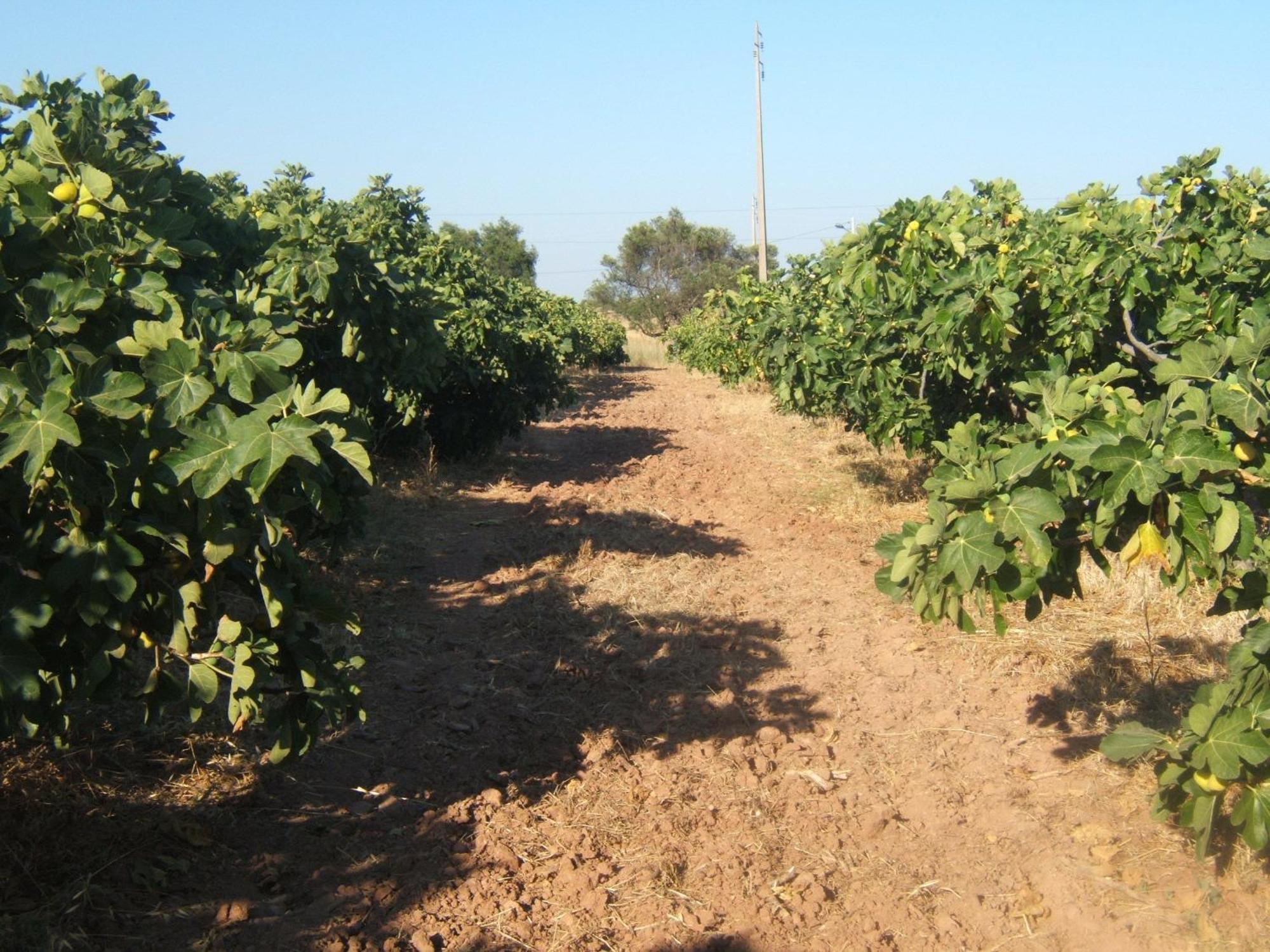 Quinta Da Fornalha - Santuario Agroecologico Villa Castro Marim Eksteriør billede
